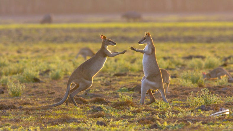wallabies in wild
