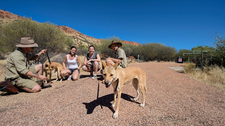 People meeting the dingos at Alice Springs Desert Park