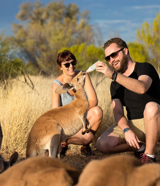 couple feeding kangaroos at the kangaroo sancturary for the bachelor