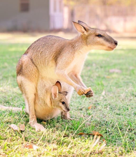 A kangaroo and joey at Top Didg cultural experience near Katherine