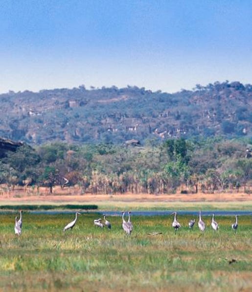a large group of birds in kakadu national park.jpg