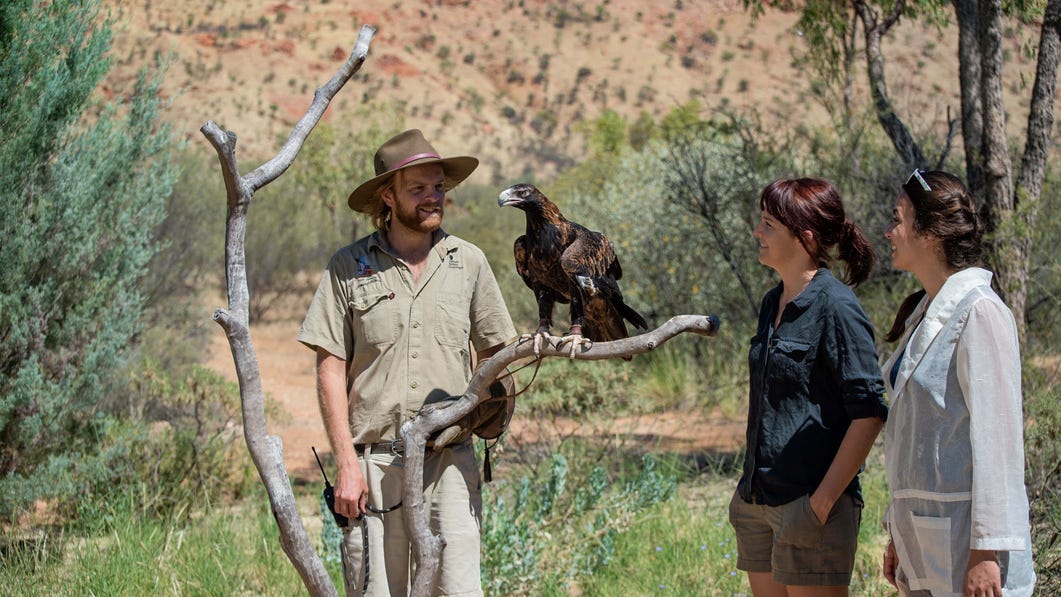The eagle show at the Desert Park Alice sPRINGS